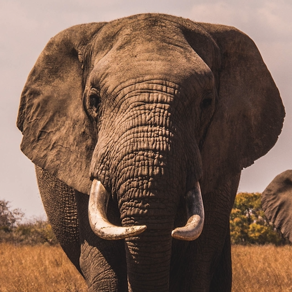 Our second team member