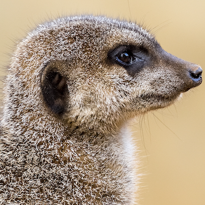 Our first team member