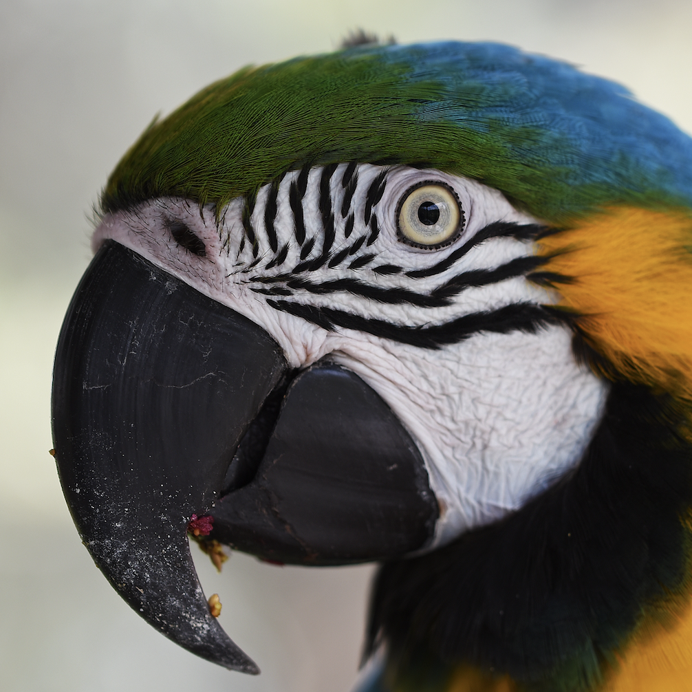 Our third team member